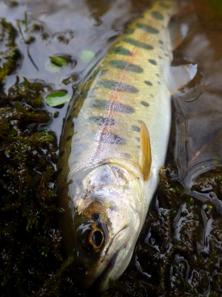 渓流ルアーでヤマメ釣り