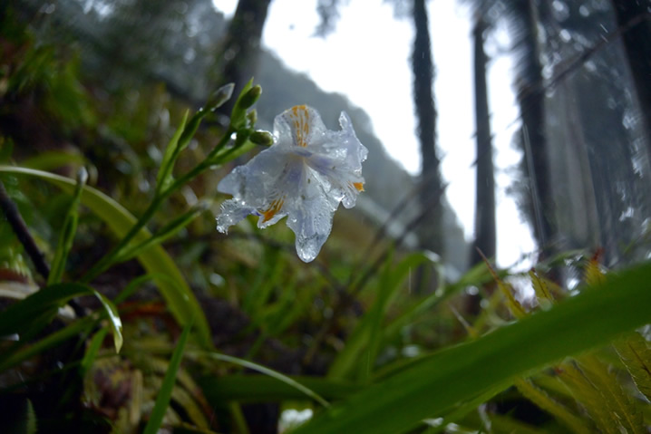 谷間の花