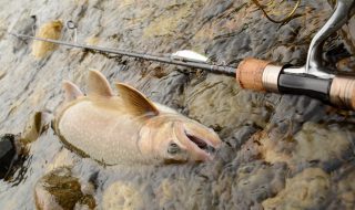 長野県千曲川水系のイワナ釣り