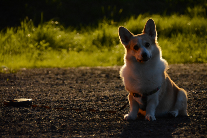 フィッシング犬