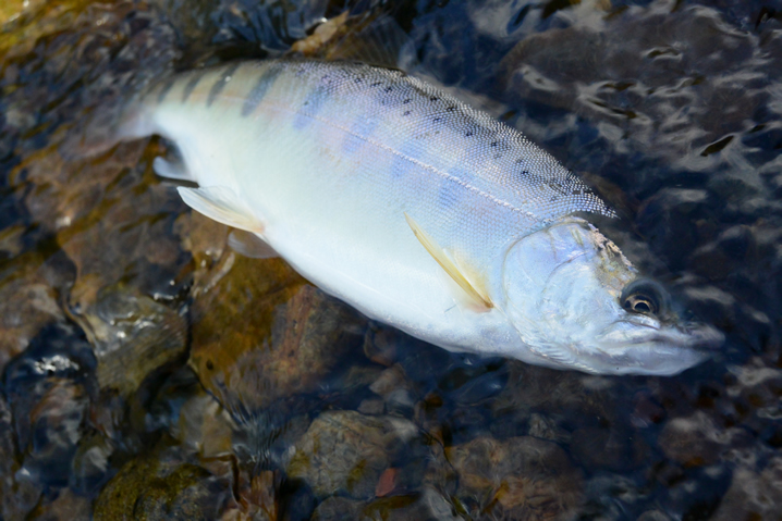 ボサッ川渓流のヤマメルアー釣り