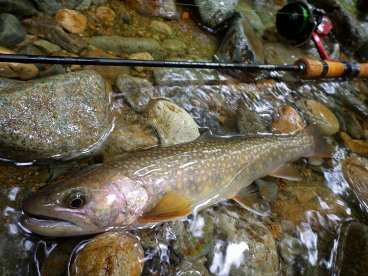 岩魚はイワナ