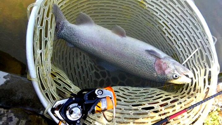 バスの合間に管釣り