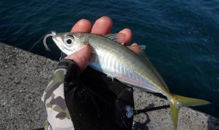 ルアーでアジ釣り、アジング！