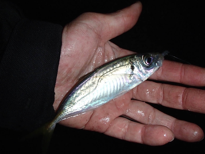 小型ジグヘッドでアジ釣り