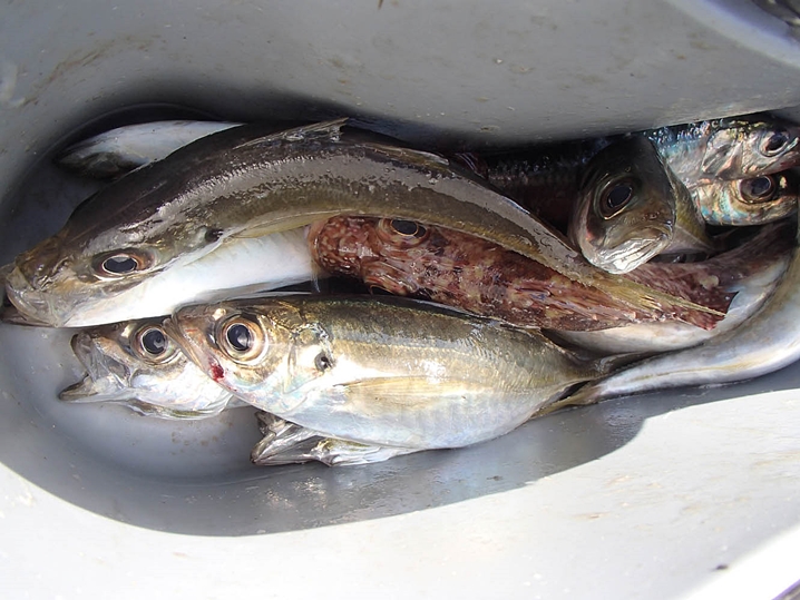 多彩な魚種が釣れる魅力