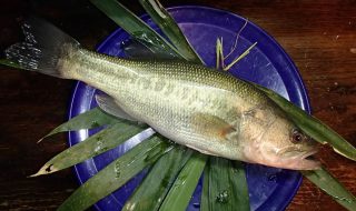 ブラックバスを料理する