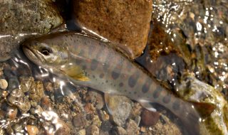 飛騨川水系のアマゴ釣り