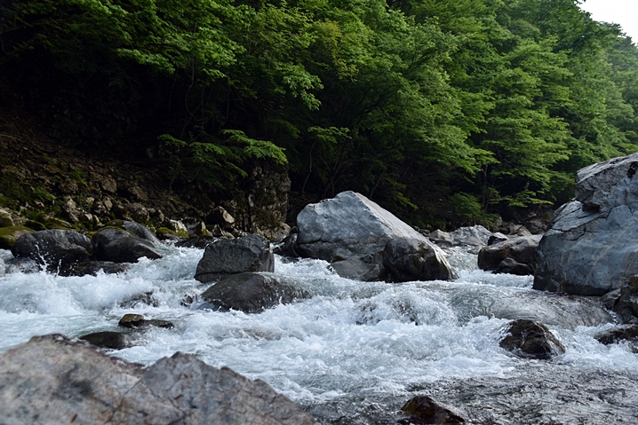 飛騨川水系イワナとアマゴの渓