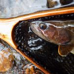 甲信の渓流ルアー釣りでイワナ