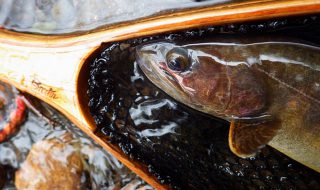 甲信の渓流ルアー釣りでイワナ