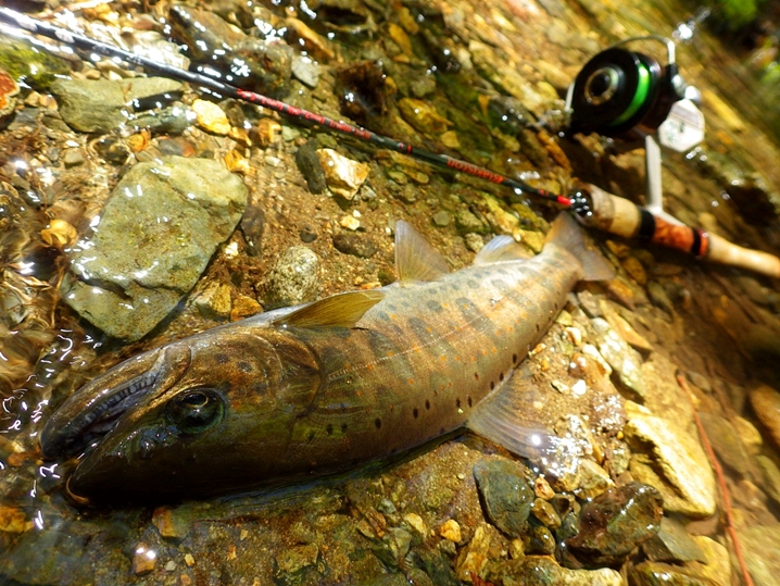 山梨県の渓流ルアー釣りでアマゴ