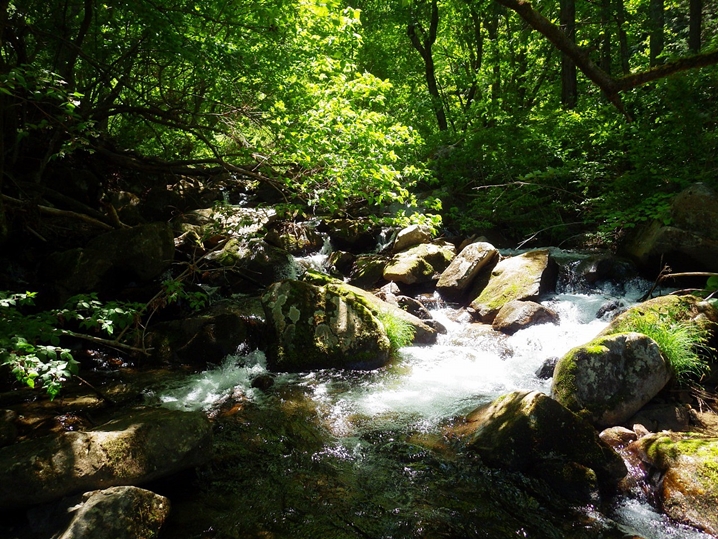 山梨県の渓流釣り