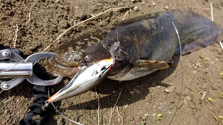 多摩川でナマズのルアー釣り