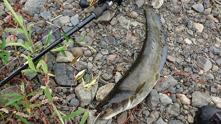 バクシンスピナーベイトでナマズ釣り