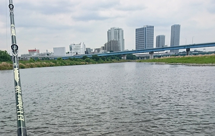 二子玉川エリアのナマズ釣り