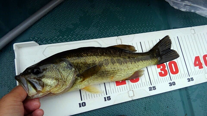 秋の三島湖でバス釣り