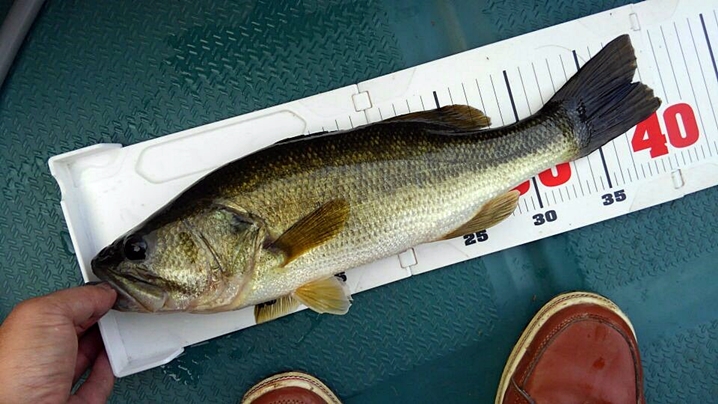 秋の三島湖でキャンプと釣り