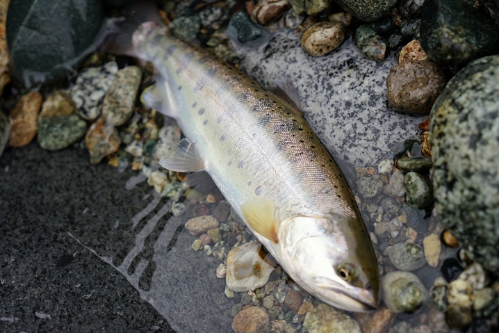 幅広ヤマメの釣り