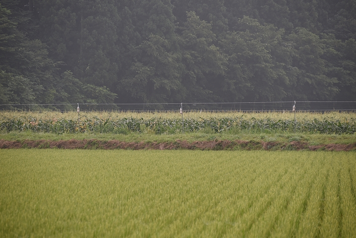 青森の田園風景