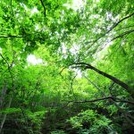 鱒を育む森