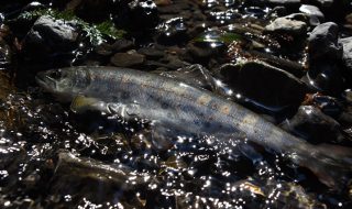 天竜川支流 春解禁のアマゴ釣り