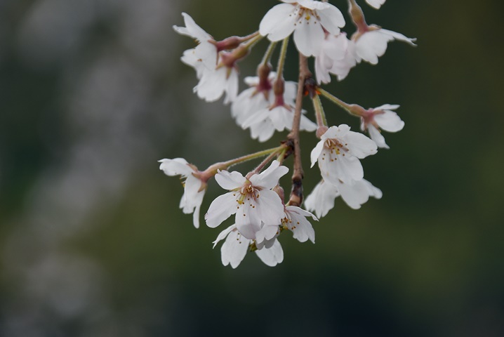 渓流解禁を告げる桜