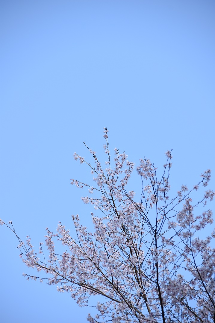 渓流釣りの空