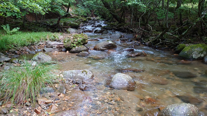 琴川のイワナ釣り