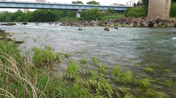 利根川、前橋市の遡上鱒ポイント