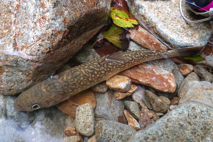 イワナ釣り