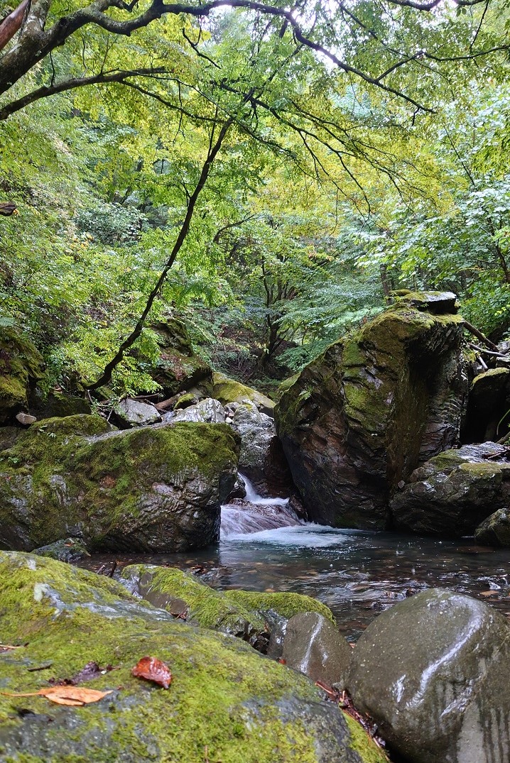 長野県の渓流