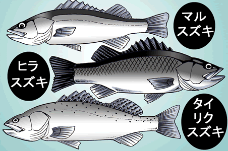 一般的に「シーバス」といえば、一番上の「マルスズキ」を指す。